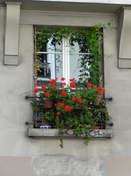 Geraniums in Flower box